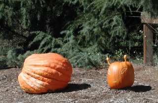 Ant Pumpkin, Nipomo Pumpkin Patch best carving idea
